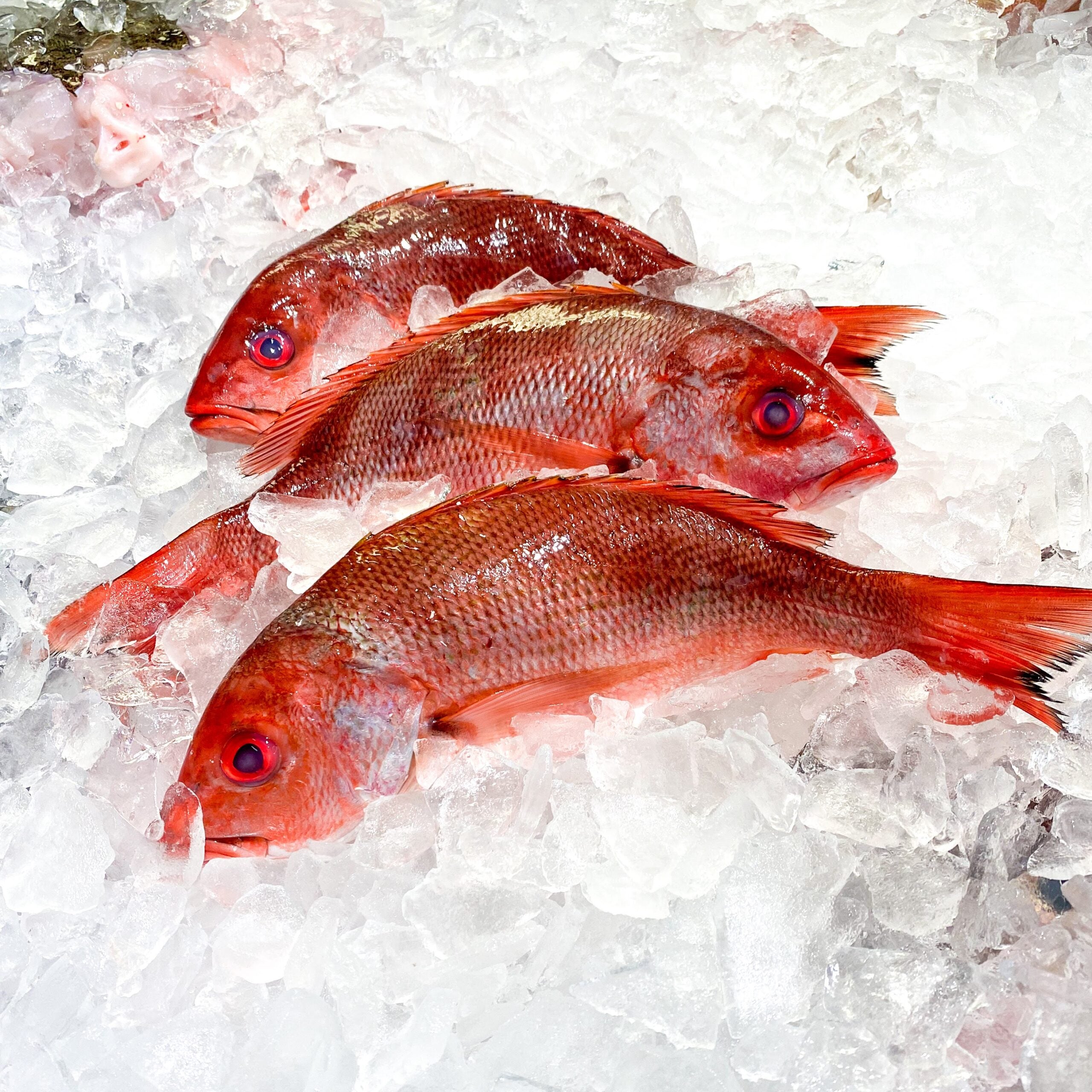 Red Snapper